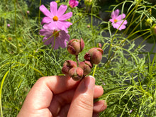 Load image into Gallery viewer, Aeonium saundersii | Succulent in Canada | Rare Imported Succulents