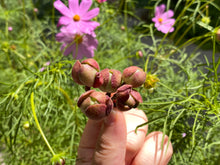 Load image into Gallery viewer, Aeonium saundersii | Succulent in Canada | Rare Imported Succulents