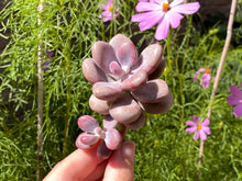 Load image into Gallery viewer, Graptopetalum amethystium