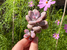 Load image into Gallery viewer, Graptopetalum