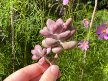 Load image into Gallery viewer, Graptopetalum amethystium-1