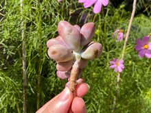 Load image into Gallery viewer, Graptopetalum_amethystium