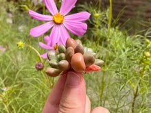 Load image into Gallery viewer, Graptoveria Avant