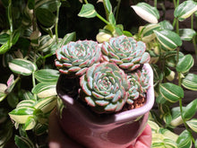Load image into Gallery viewer, echeveria-Minima-rooted-with-pot