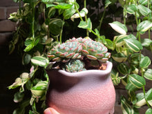 Load image into Gallery viewer, echeveria-Minima-rooted-with-pot3