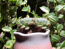 Load image into Gallery viewer, echeveria-Minima-rooted-with-pot4