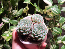 Load image into Gallery viewer, echeveria-Minima-rooted-with-pot5