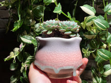Load image into Gallery viewer, echeveria-Minima-rooted-with-pot6