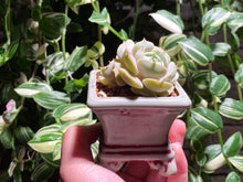 Load image into Gallery viewer, echeveria-rooted-with-pot
