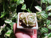 Load image into Gallery viewer, echeveria-rooted-with-pot