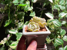 Load image into Gallery viewer, Echeveria 'Lola' (rooted with pot) | 露娜莲 (已服盆)