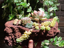 Load image into Gallery viewer, succulent-wonderland-Lava-rooted-with-pot