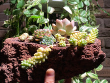 Load image into Gallery viewer, succulent-wonderland-Lava-rooted-with-pot