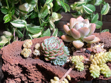 Load image into Gallery viewer, succulent-wonderland-Lava-rooted-with-pot