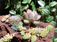 Load image into Gallery viewer, succulent-wonderland-Lava-rooted-with-pot