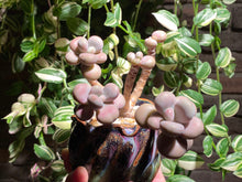 Load image into Gallery viewer, graptopetalum-amethystinum-rooted-with-pot