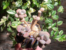 Load image into Gallery viewer, graptopetalum-amethystinum-rooted-with-pot2