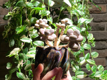 Load image into Gallery viewer, graptopetalum-amethystinum-rooted-with-pot3