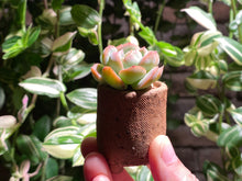 Load image into Gallery viewer, echeveria-elegans-spp.-rooted-with-pot2