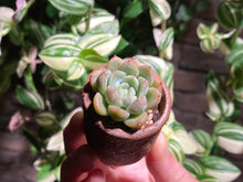 Load image into Gallery viewer, echeveria-elsa-rooted-with-pot