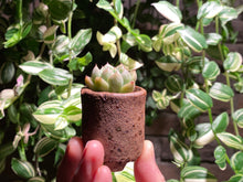 Load image into Gallery viewer, echeveria-elsa-rooted-with-pot