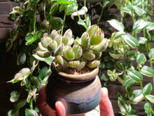 Load image into Gallery viewer, cotyledon-tomentosa-rooted-with-pot3