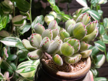Load image into Gallery viewer, cotyledon-tomentosa-rooted-with-pot2