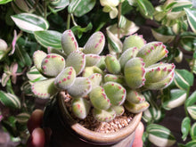 Load image into Gallery viewer, cotyledon-tomentosa-rooted-with-pot