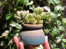 Load image into Gallery viewer, cotyledon-tomentosa-rooted-with-pot3