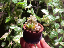 Load image into Gallery viewer, mixed-cuties-rooted-with-pot