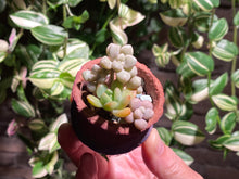 Load image into Gallery viewer, mixed-cuties-rooted-with-pot2