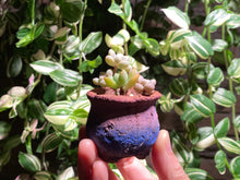 Load image into Gallery viewer, mixed-cuties-rooted-with-pot3