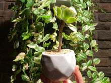 Load image into Gallery viewer, aeonium-rooted-with-pot