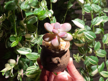 Load image into Gallery viewer, graptopetalum-amethystium-rooted-with-pot