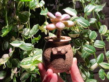 Load image into Gallery viewer, graptopetalum-amethystium-rooted-with-pot3