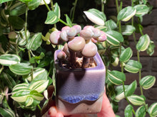 Load image into Gallery viewer, graptopetalum-amethystium-rooted-with-pot