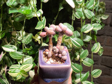 Load image into Gallery viewer, graptopetalum-amethystium-rooted-with-pot