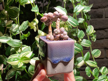 Load image into Gallery viewer, graptopetalum-amethystium-rooted-with-pot