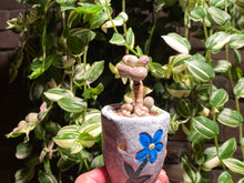 Load image into Gallery viewer, graptopetalum-amethystium-rooted-with-pot