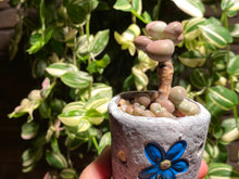 Load image into Gallery viewer, graptopetalum-amethystium-rooted-with-pot