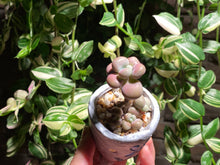 Load image into Gallery viewer, graptopetalum-amethystium-rooted-with-pot