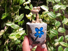 Load image into Gallery viewer, graptopetalum-amethystium-rooted-with-pot