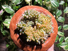 Load image into Gallery viewer, crested-monroe-rooted-with-pot2