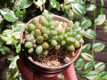 Load image into Gallery viewer, pachyphytum-compactum-f.-cristata-rooted-with-pot