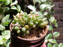 Load image into Gallery viewer, pachyphytum-compactum-f.-cristata-rooted-with-pot