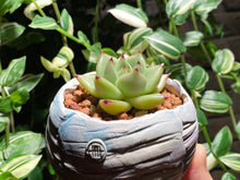 Load image into Gallery viewer, echeveria-agavoides-rooted-with-pot