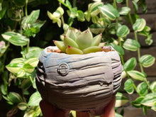 Load image into Gallery viewer, echeveria-agavoides-rooted-with-pot