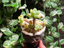 Load image into Gallery viewer, sedum-clavatum