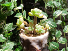 Load image into Gallery viewer, sedum-clavatum-rooted-with-pot