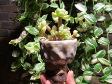 Load image into Gallery viewer, sedum-clavatum-rooted-with-pot